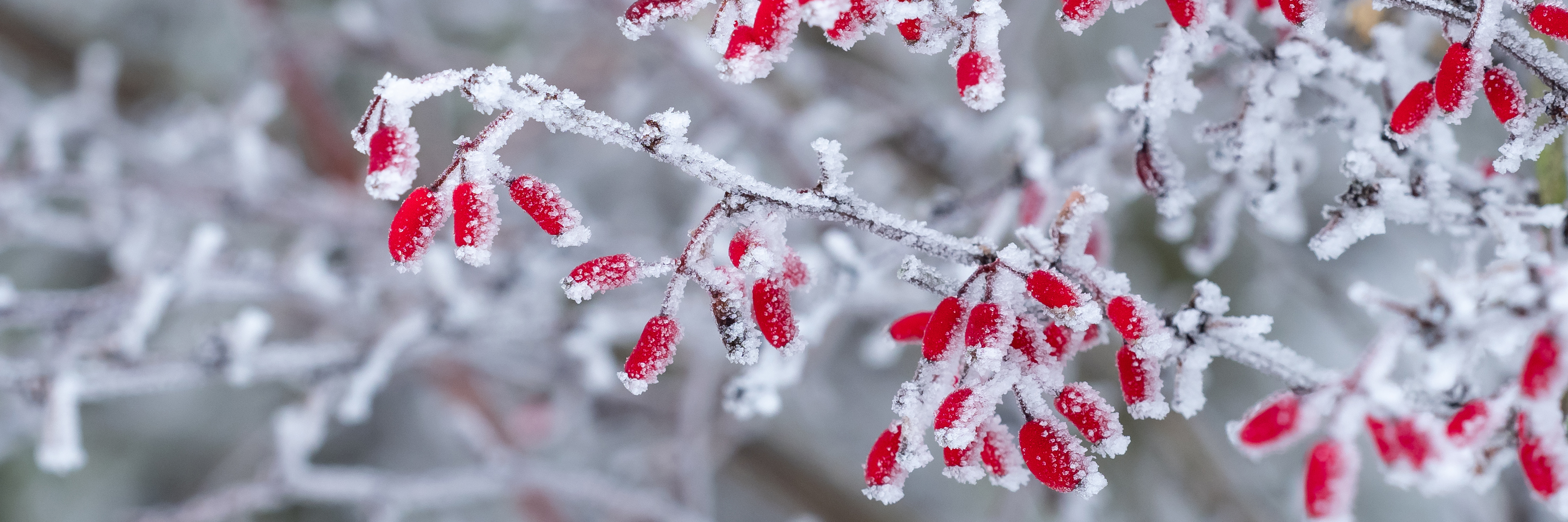Frostiga grenar med röda bär
